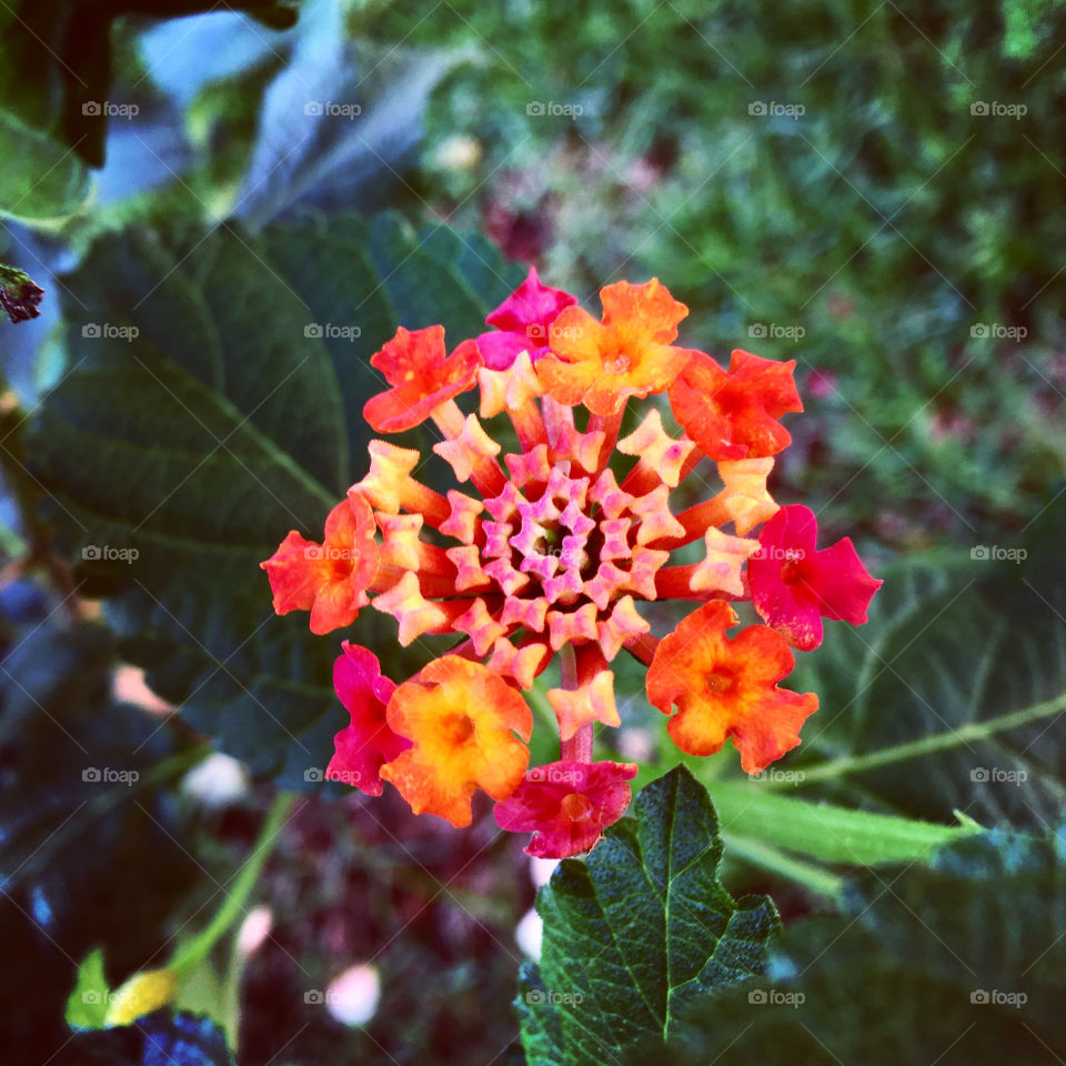 🌹 🇺🇸 Very beautiful flowers to brighten our day.  Live nature and its beauty. Did you like the delicate petals? / 🇧🇷 Flores muito bonitas para alegrar nosso dia. Viva a natureza e sua beleza. Gostaram das pétalas delicadas? 