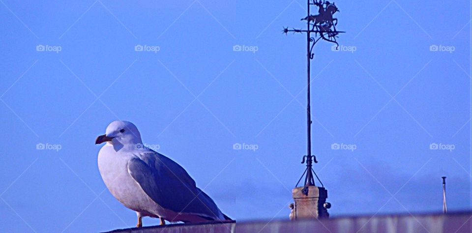 One of my friend in Sestri Levante