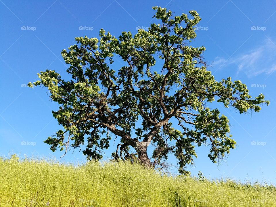 Lonely Tree, Las Virgenes Open Space Preserve