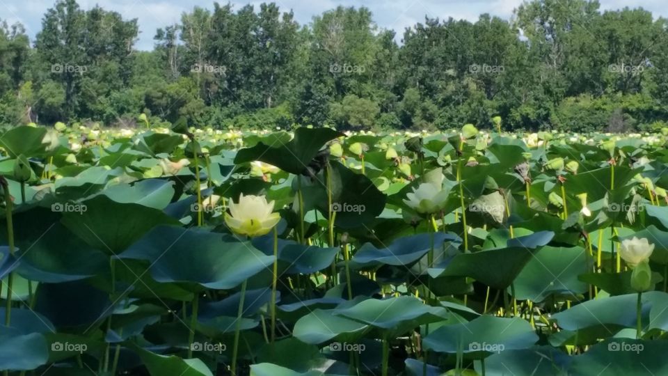 Lilly Pads, Sterling State Park