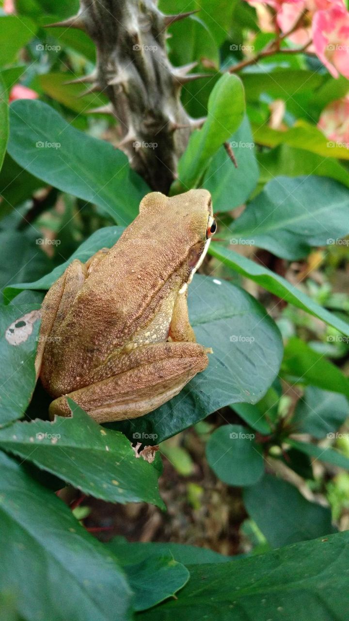 This pond frog is perched on a leaf