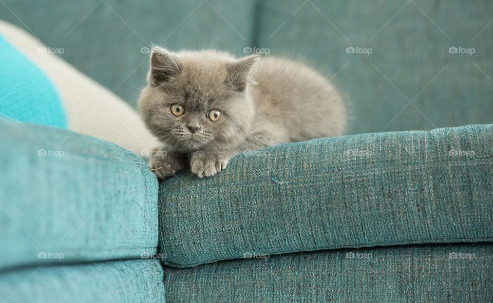 Grey kitten on a coach