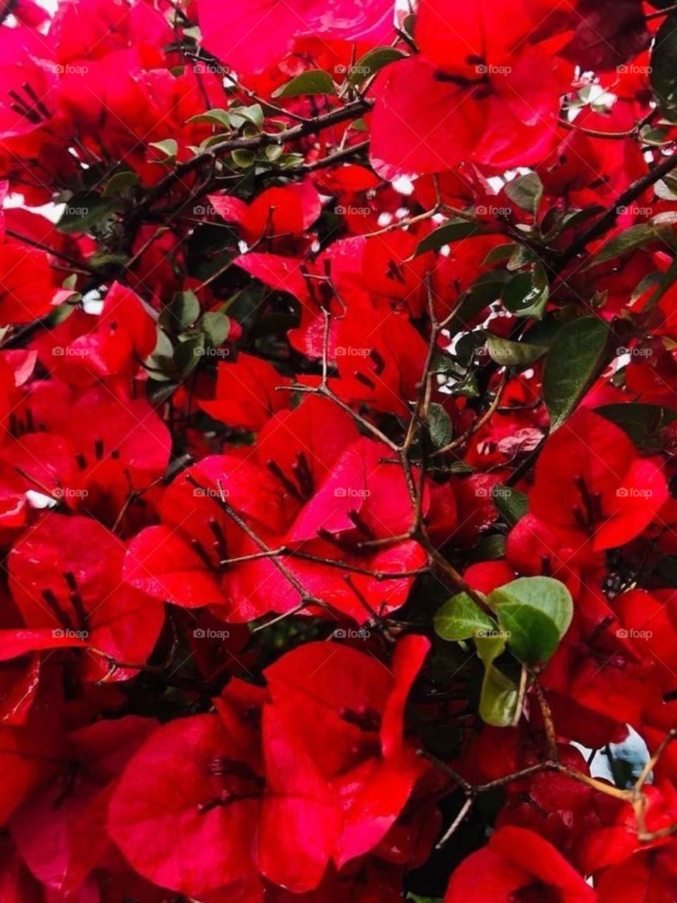 Every flower bloom in it's own time