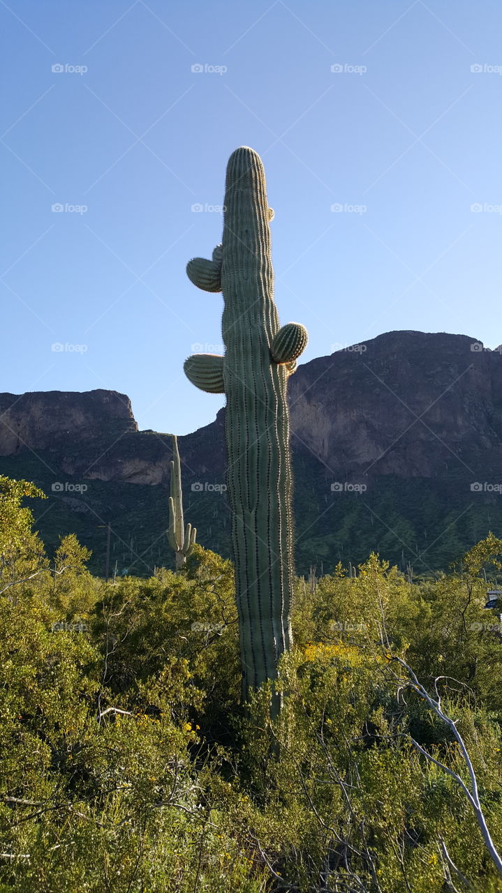 saguaro and mountains