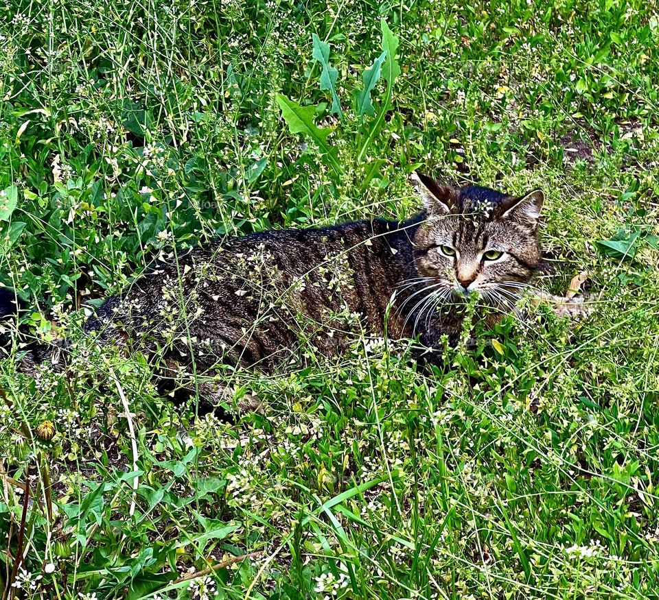 The photo shows a cat sitting comfortably in the thick green grass. His eyes are half-closed, as if he is enjoying a moment of peace.