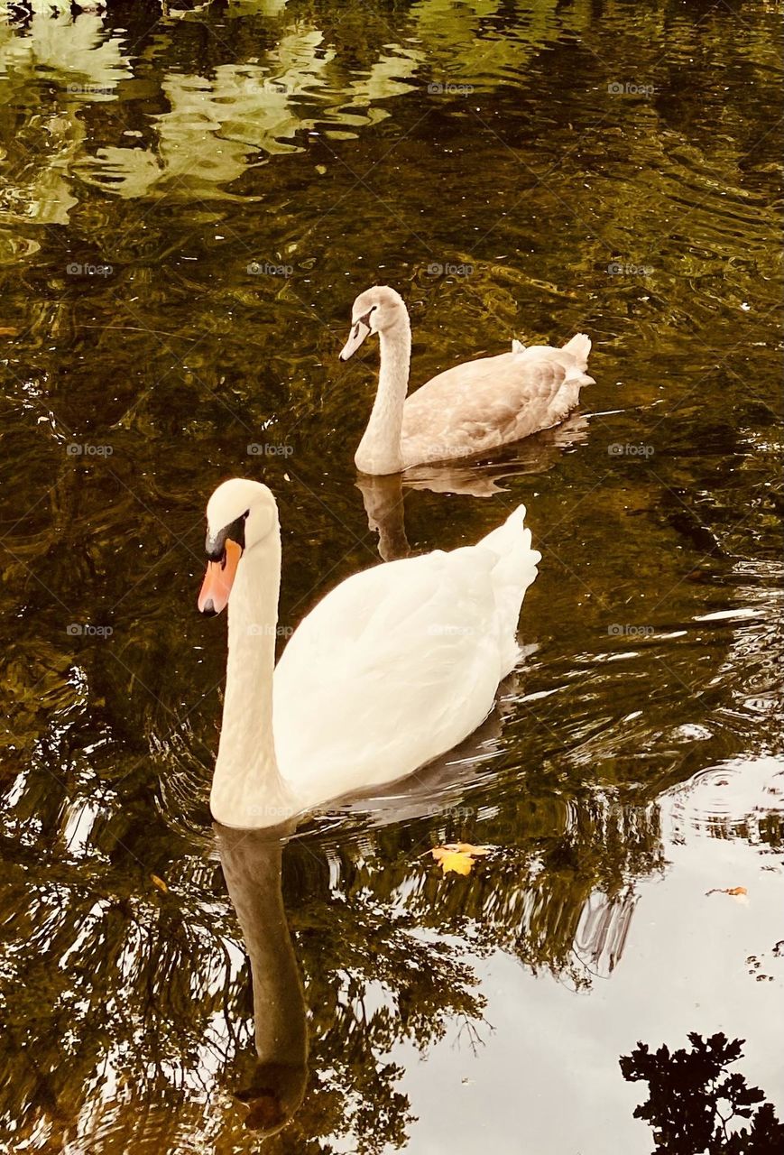 Swans on a park