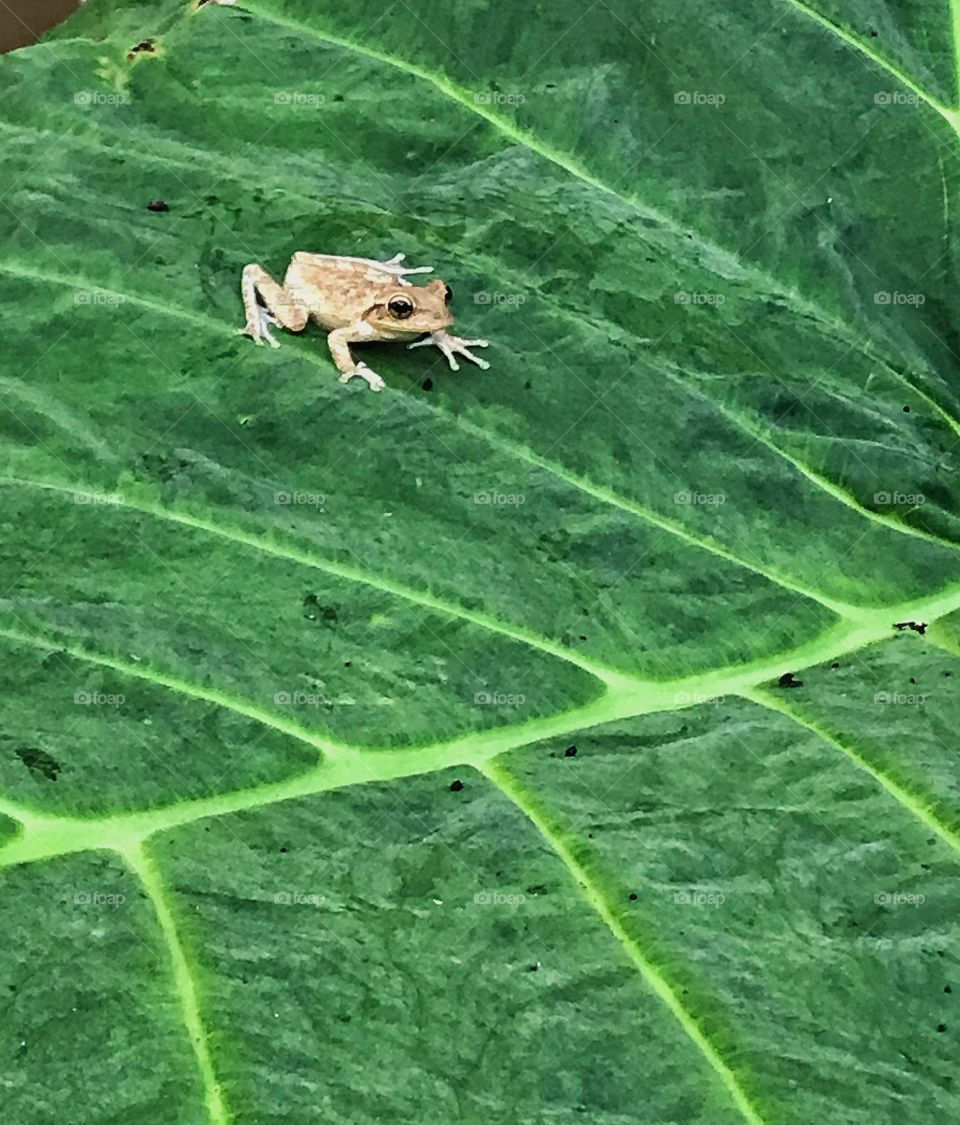 Frog on a leaf