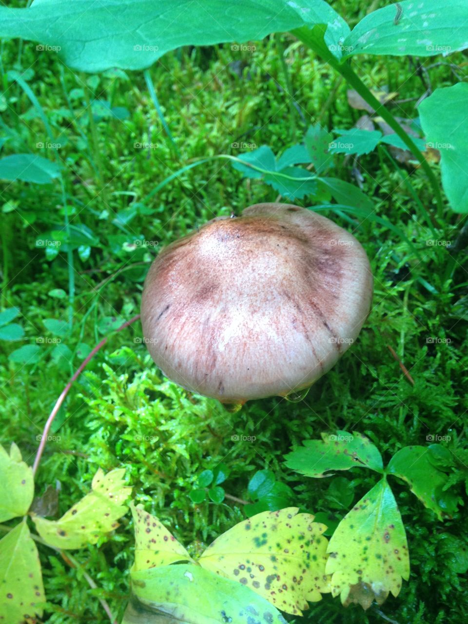 Mushroom close up 