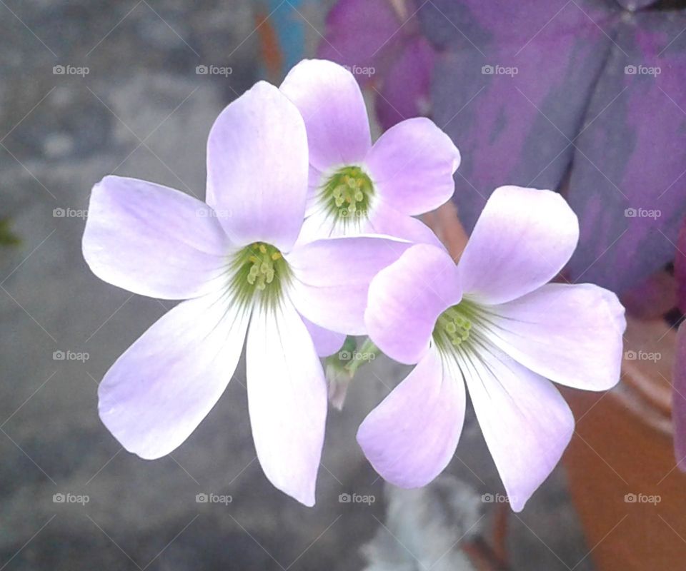Three beautiful natural flower blooming nice light violet colour is bright
