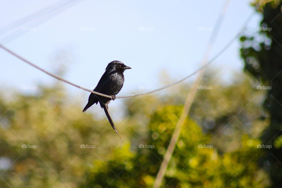 Fork-tailed drongo perched on a telephone line