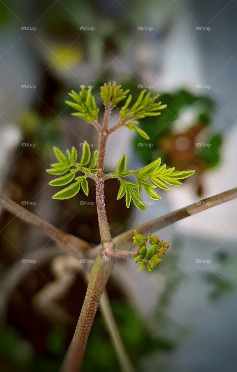 In this photo I captured the beauty of nature, baby leaf macro photography