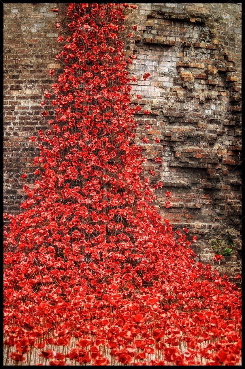 Weeping window poppies