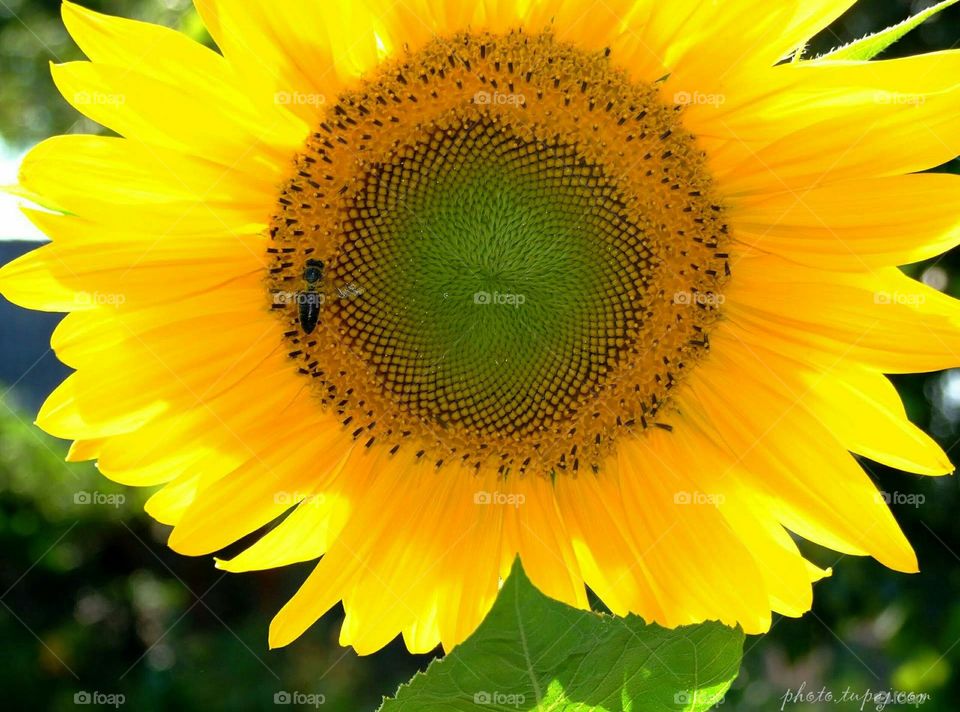 sunflower