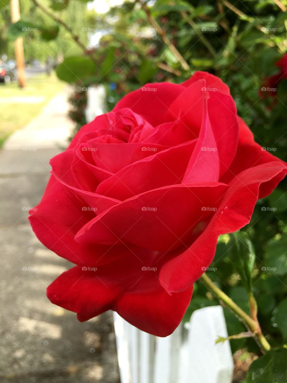 Rose