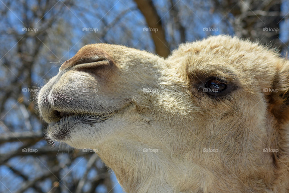 up close camel