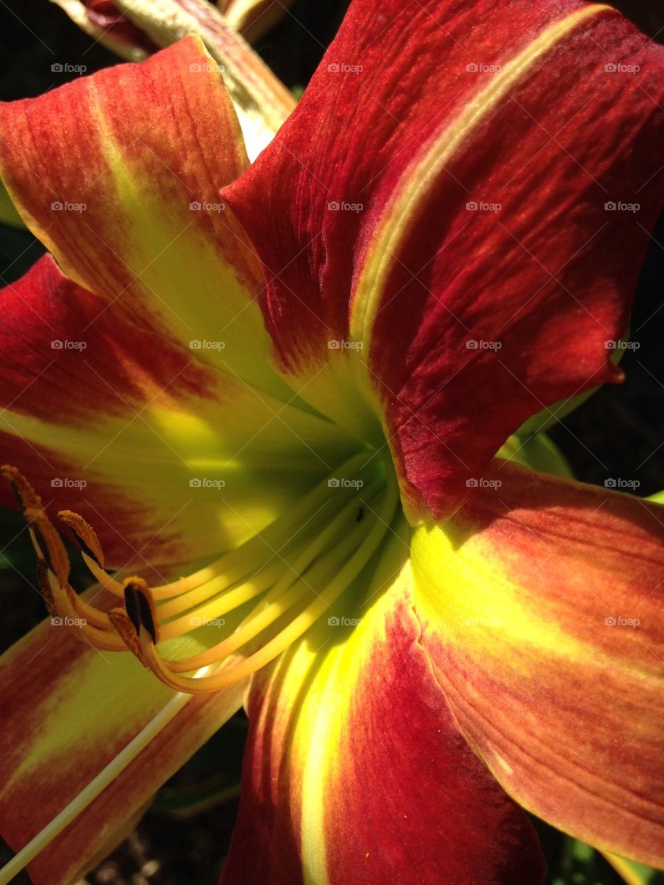 Close-up day lily