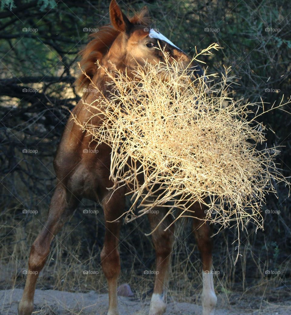 Wild Colt Playing with Tumbleweed