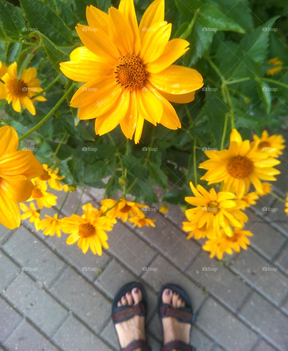 yellow flowers top view