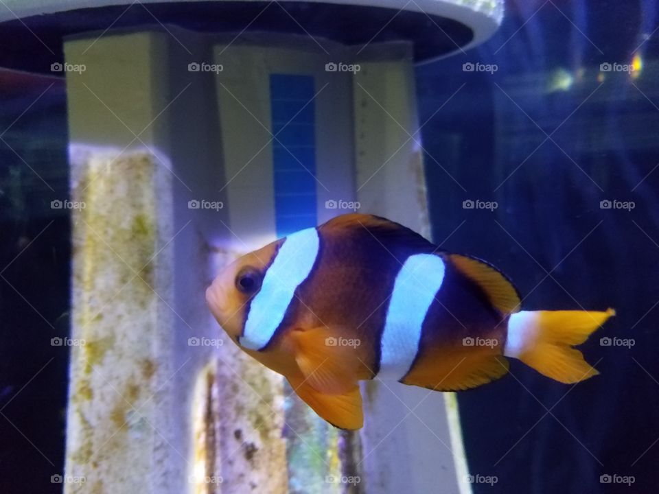 Nemo
