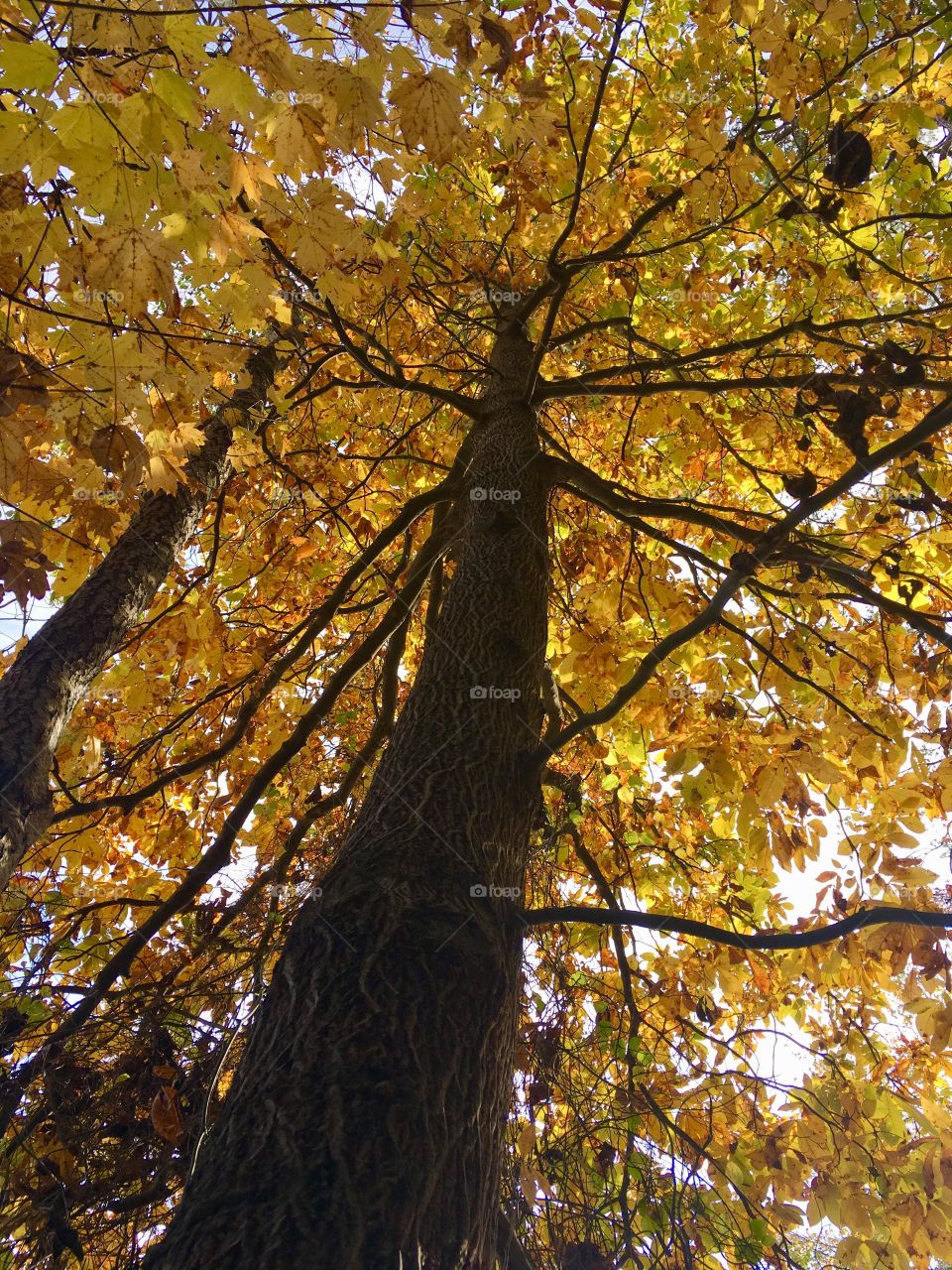Another lunch break visit to Historic Yates Mill Park
