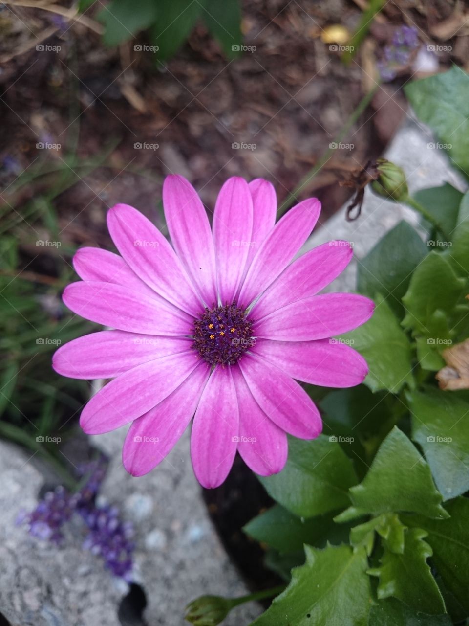 Gerbera lila