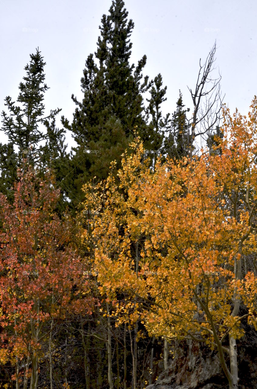 Aspens