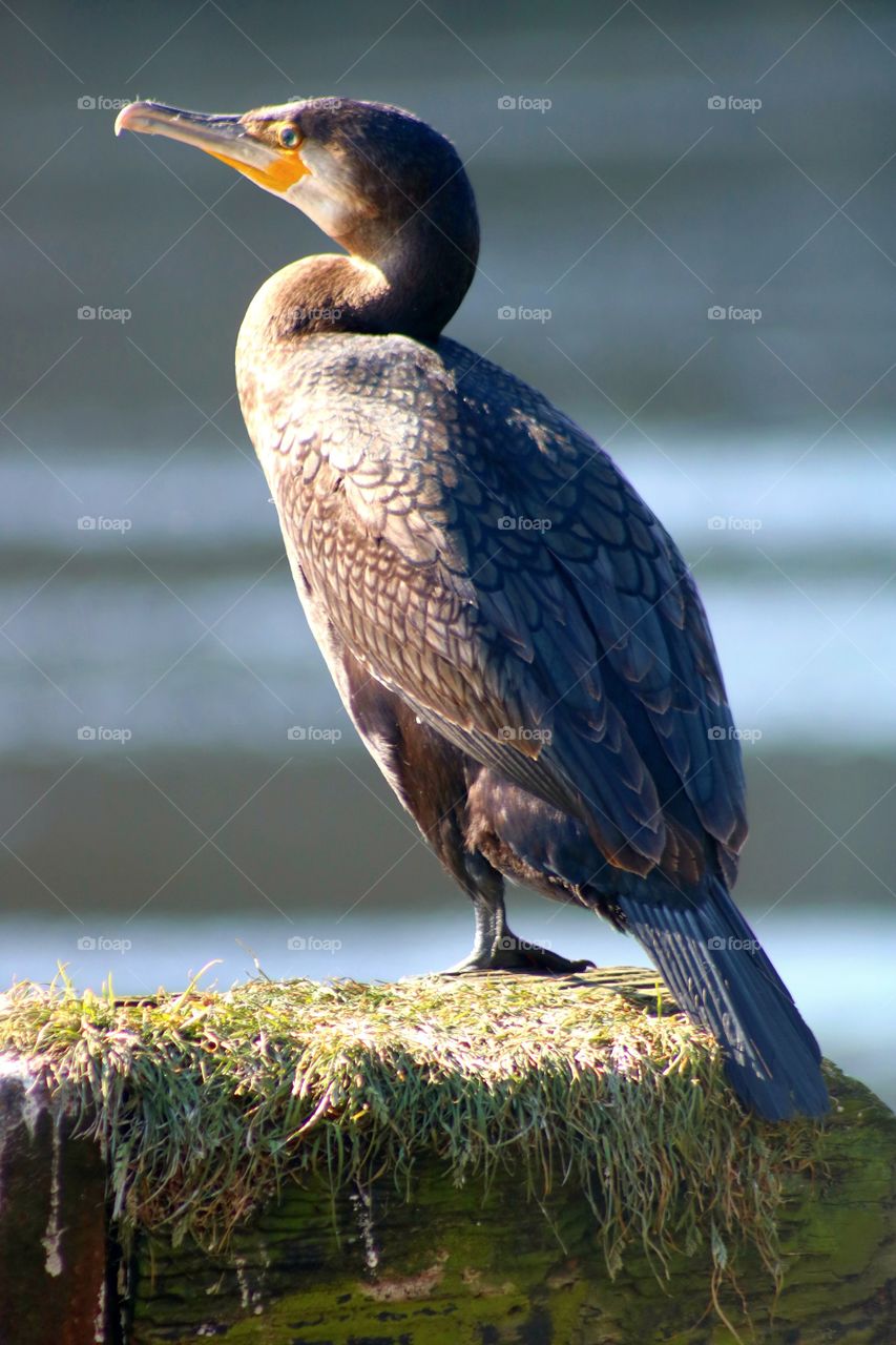 cormorant