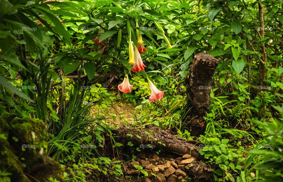 After light spring shower the beauty of the wild gets it's vibrance.