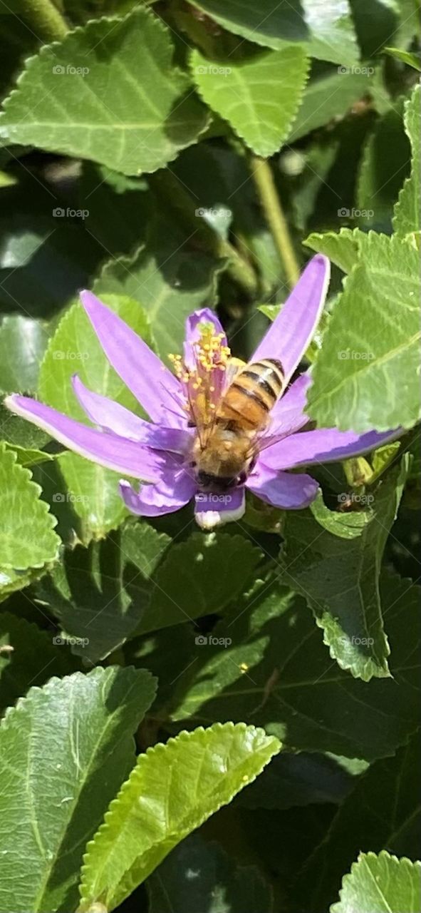 A yellow and black bumblebee gathering pollen from a purple flower surrounded by green leaves.