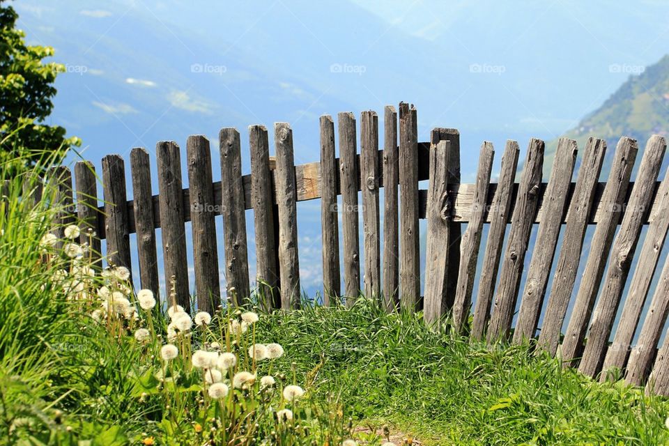 Wooden fence and wildflowers at masi della muta