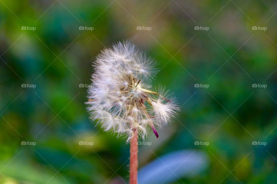 Perfect imperfection, wind having partially blown of the seeds of a seeding dandelion 