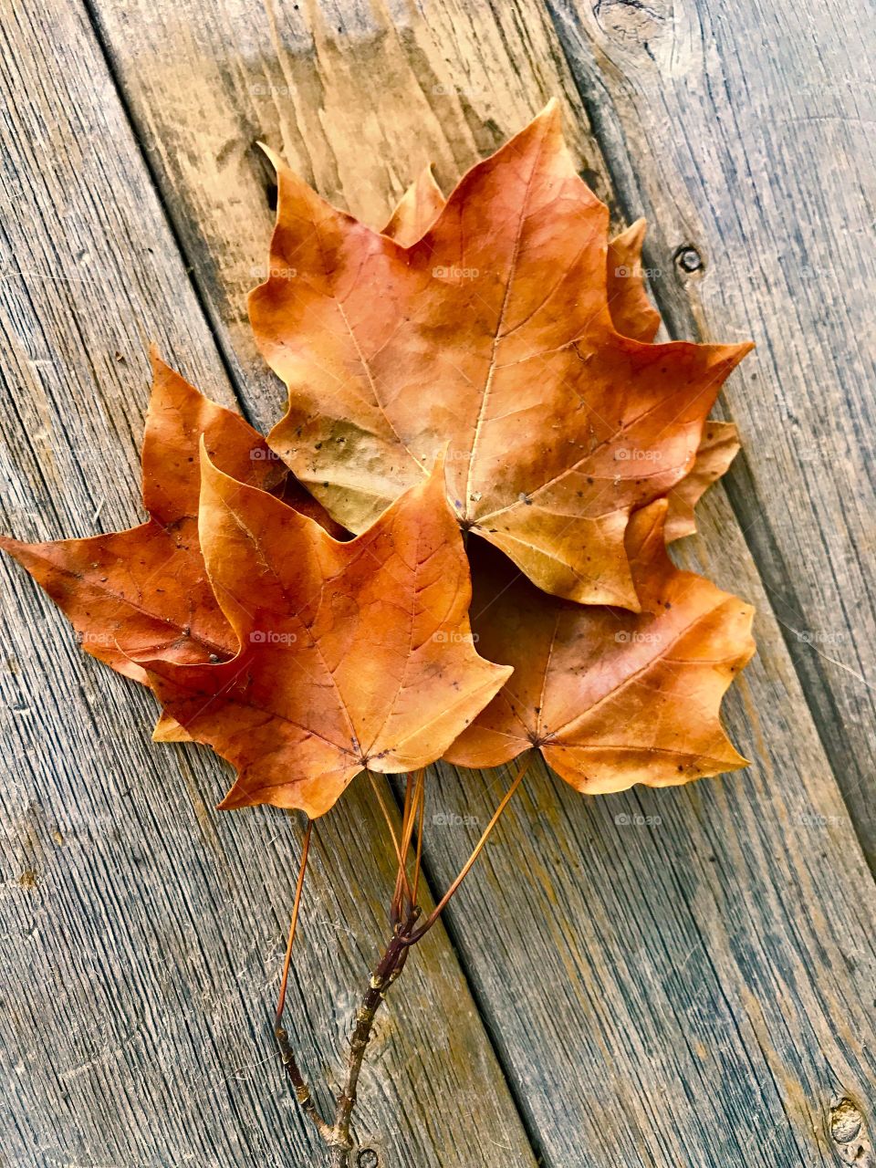 Group of Orange Leaves