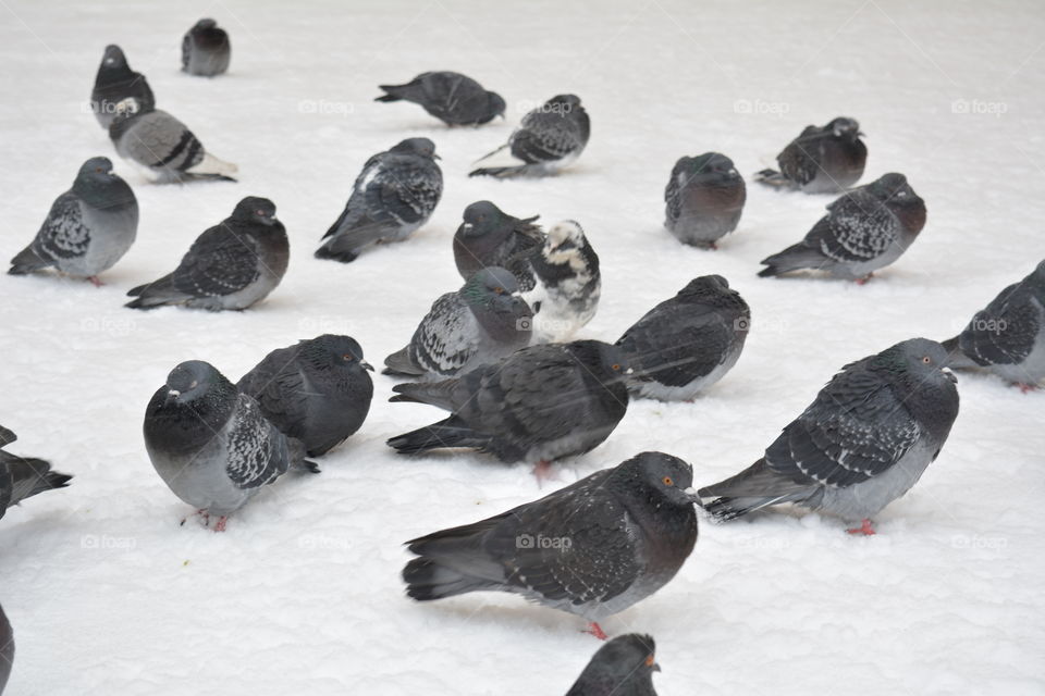 birds doves sitting in the snow in snowfall winter time