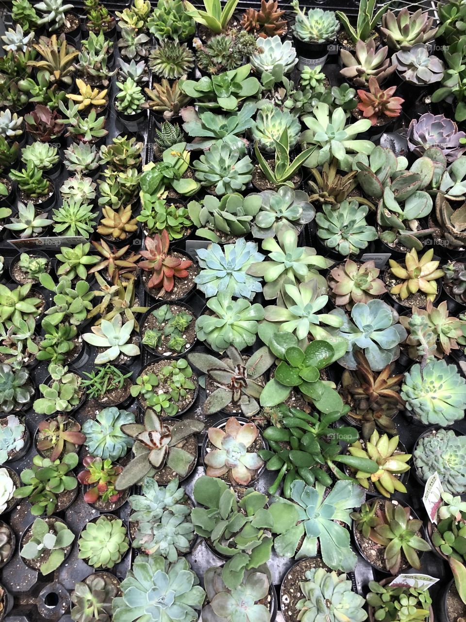 Garden succulents 