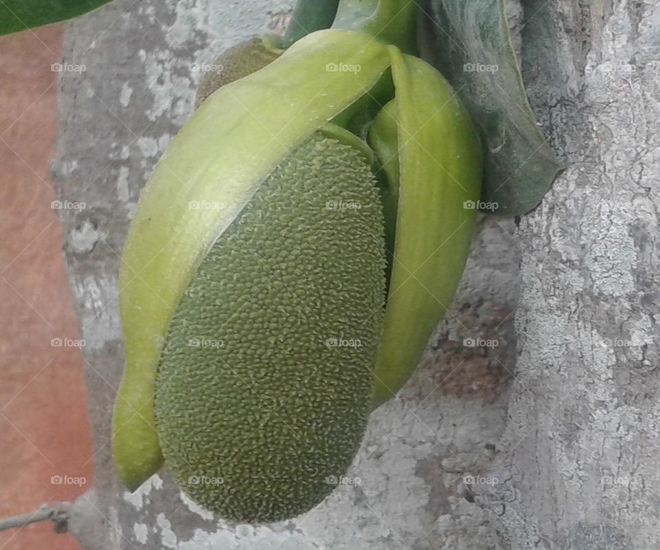 Jack fruit koli
