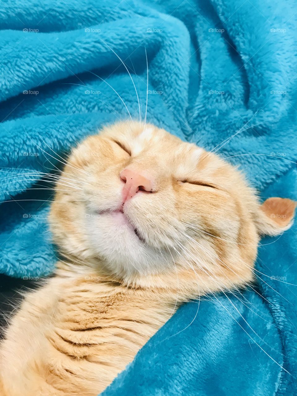 Darling kitty cat all cuddled up for afternoon nap!!