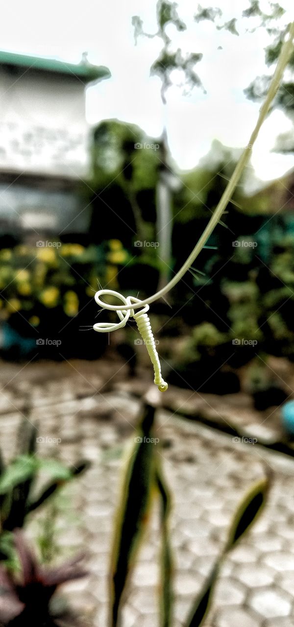 lilitan rembusa atau markisa mini. Ecsotic plant. Nama lainnya adalah ermot atau ceplukan. Nama Ilmiah; Passiflora foetida.
