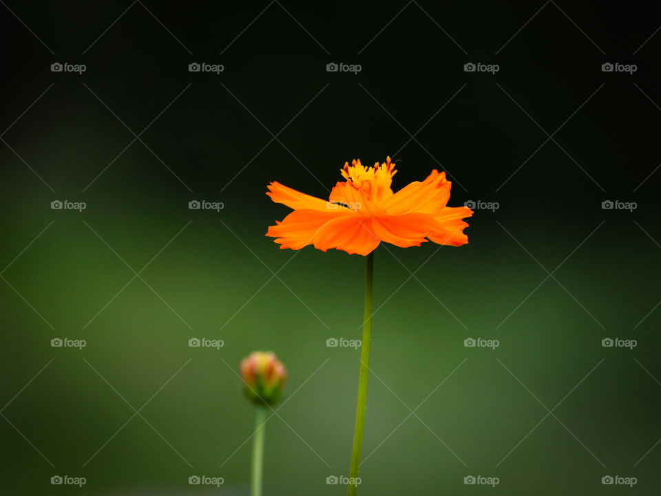 single flower