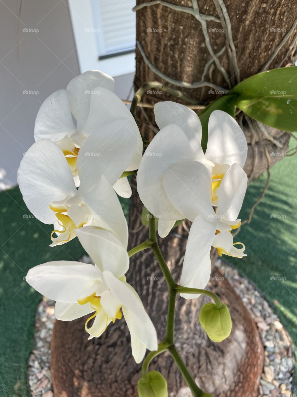 Orquídea branca