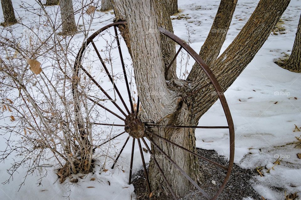 Old fashioned wheel built into tree. Or tree into wheel! 