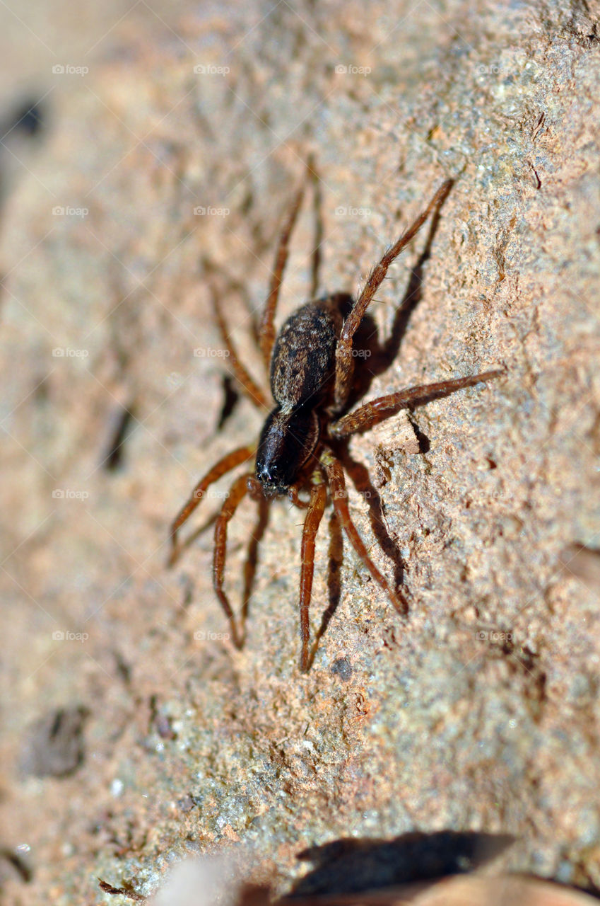 Spider Close-Up, Poconos, PA