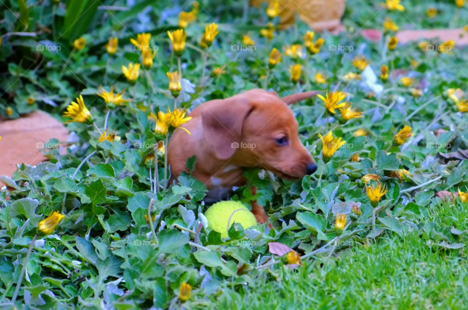my dog ​​plays with the ball