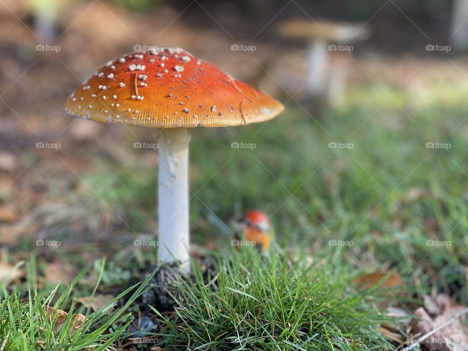 Red mushroom in the grass 