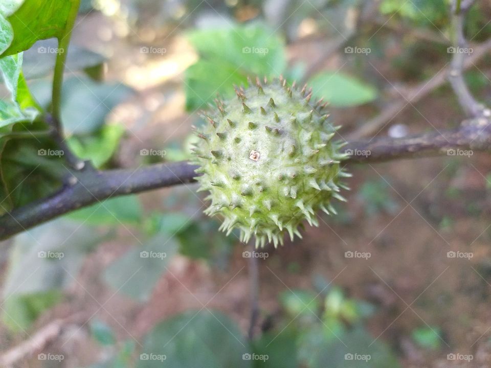 dhatura or jimsonweed seed