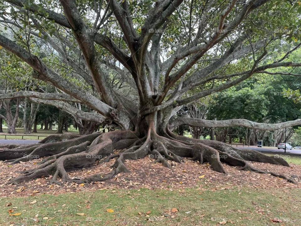 Old cool tree 