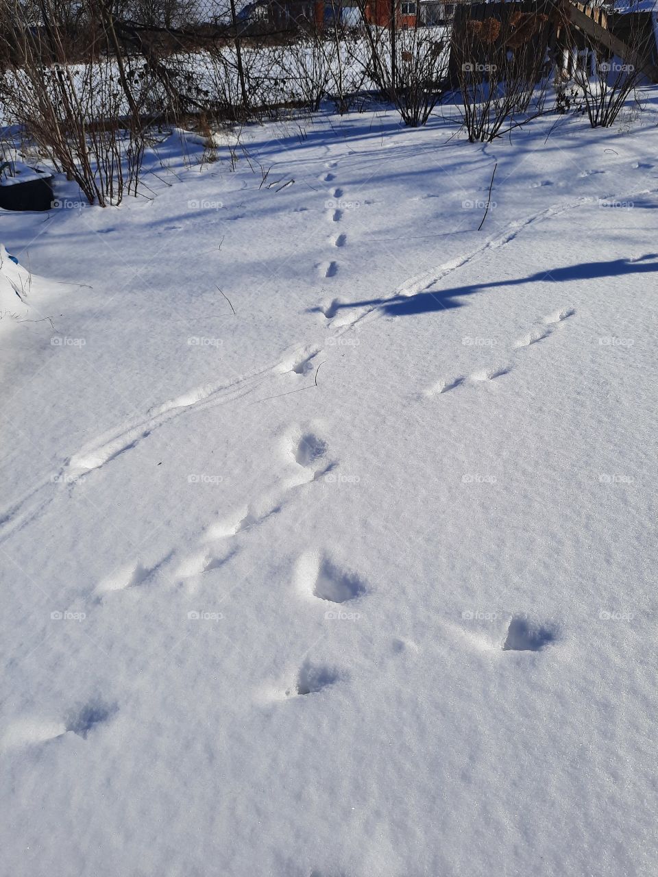 winter garden - animal trails on fresh snow