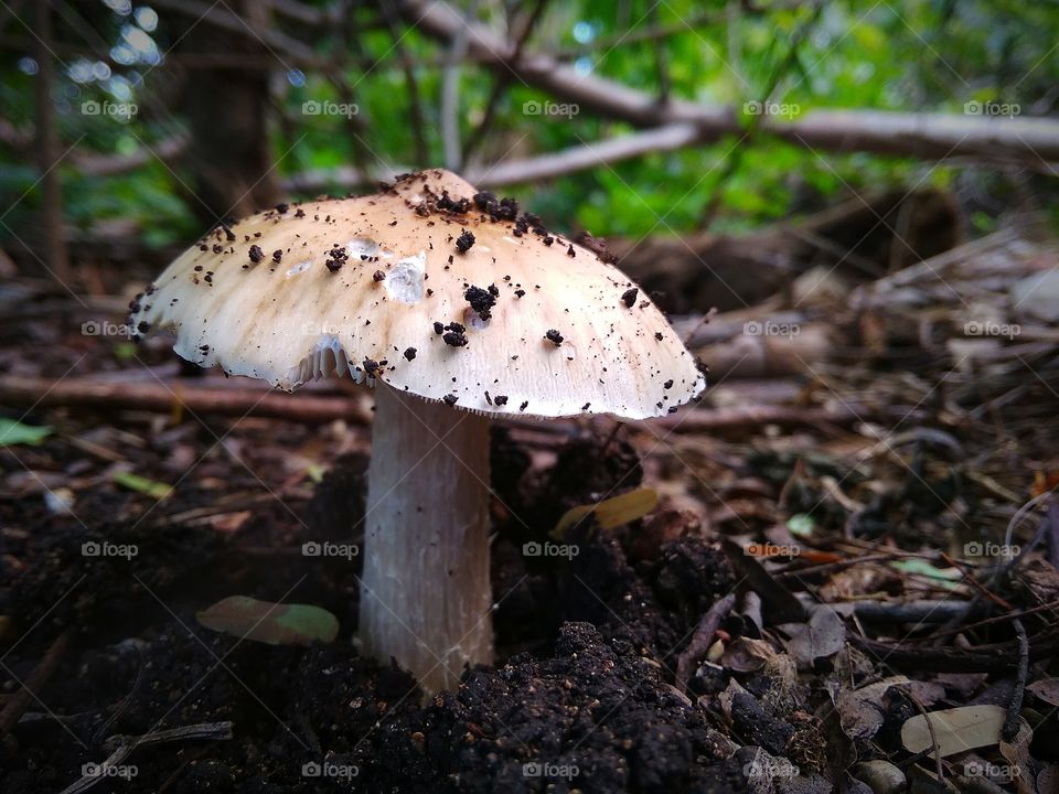 Klitos Mushroom