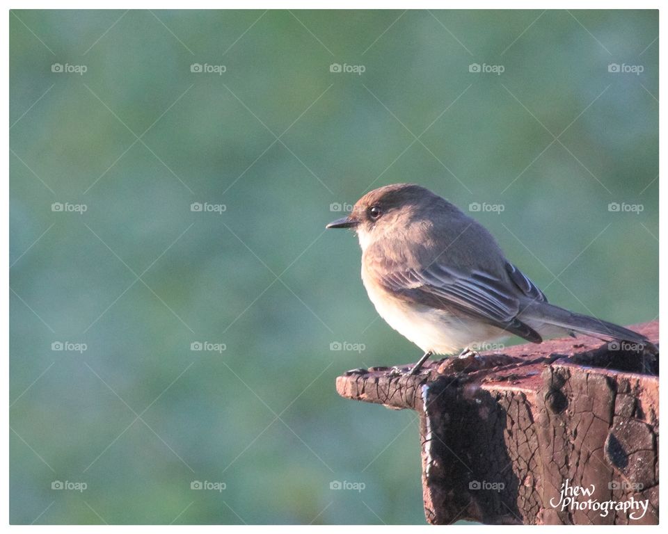 Eastern Phoebe