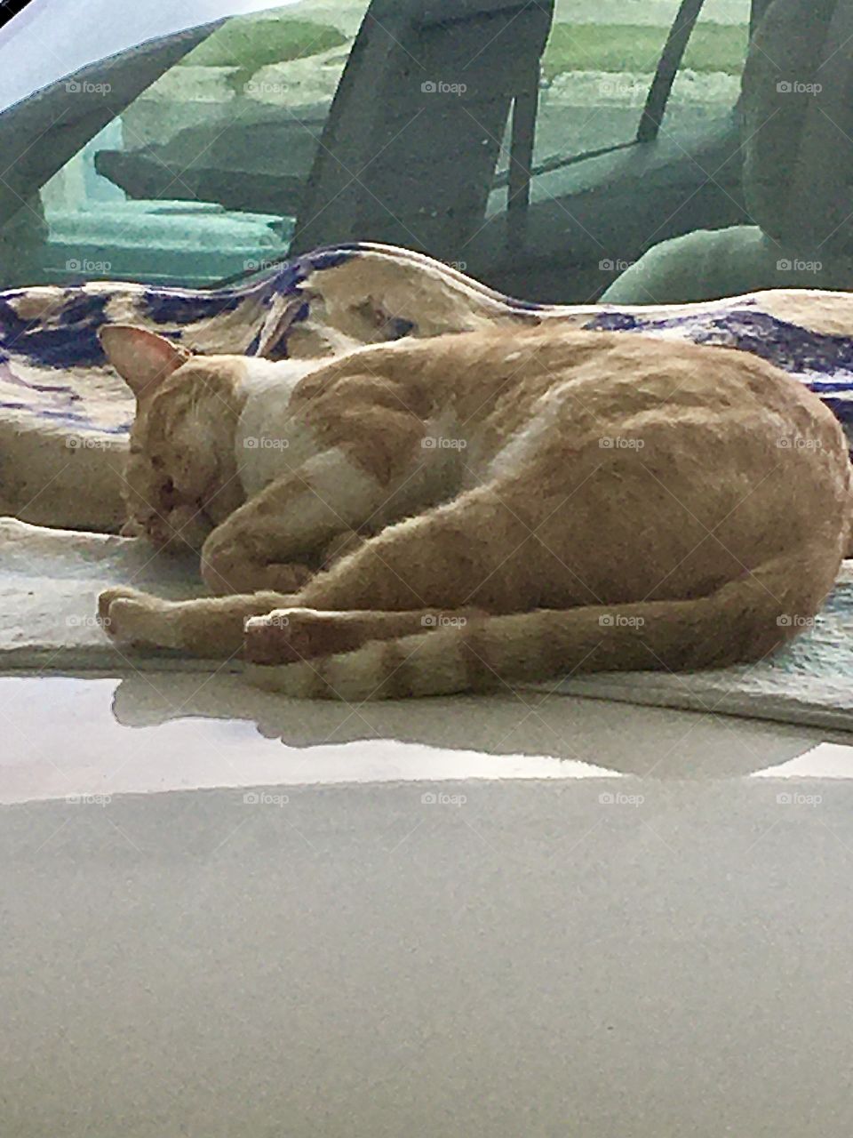 El gato callejero viene a dormir en mi carro porque le doy comida y se encariño. Me gusta cojerlo así dormido se ve tan tierno.
