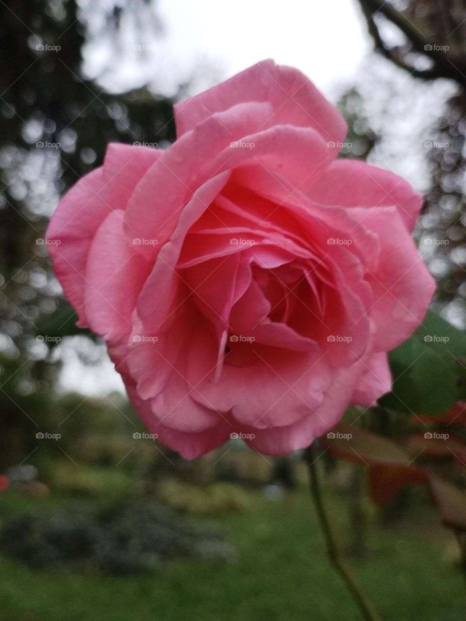 It smells like a rose